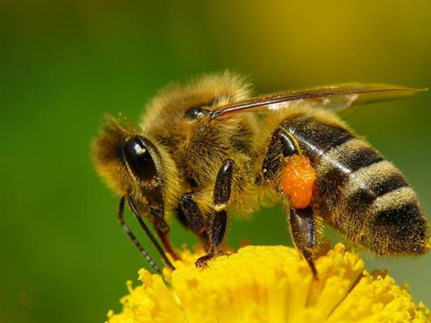 На какое расстояние летают пчелы