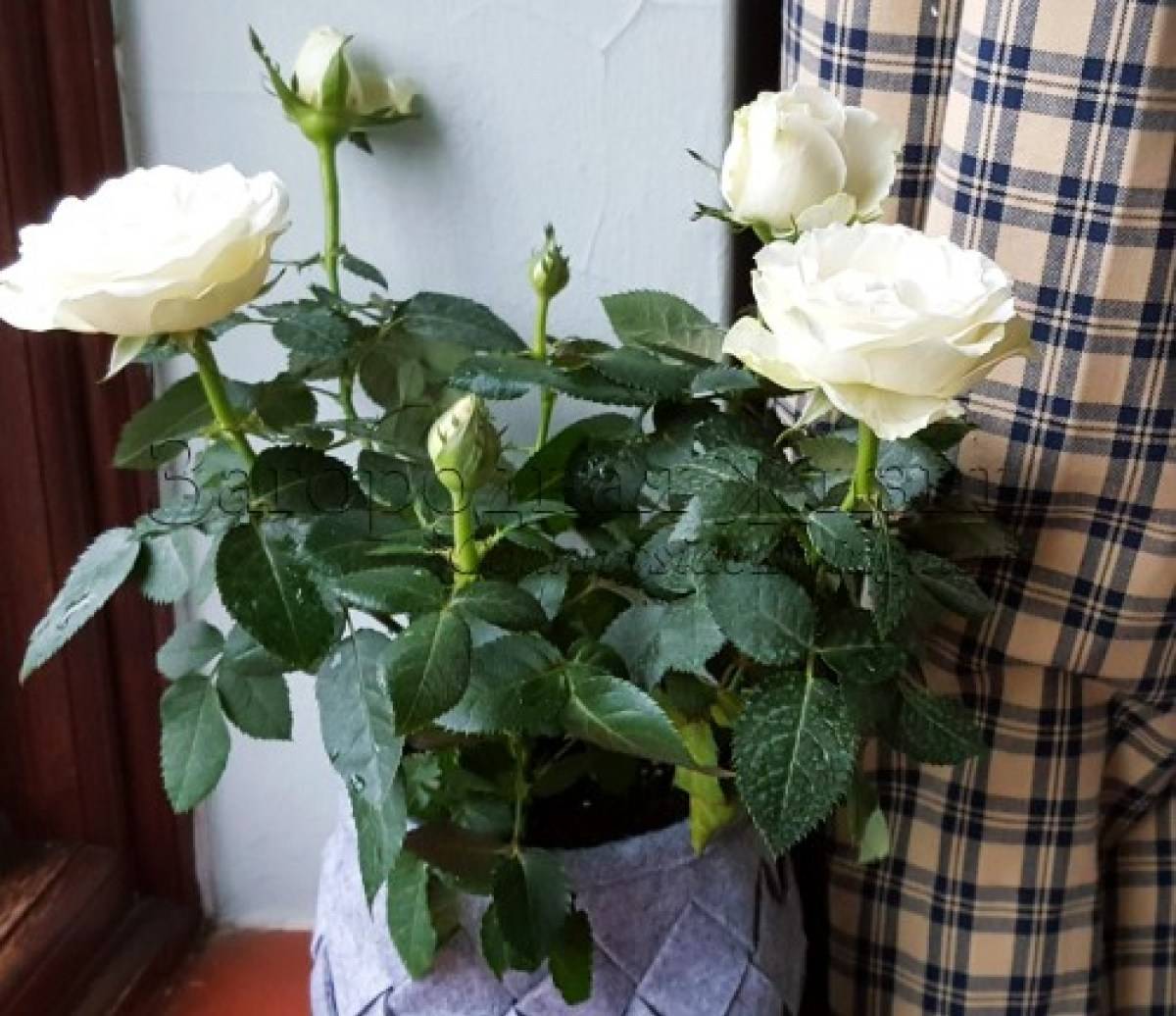 Как оживить розу в домашних условиях: почему погибает комнатный цветок в горшке, можно ли реанимировать, как спасти, а именно что делать, если растение пропадает?