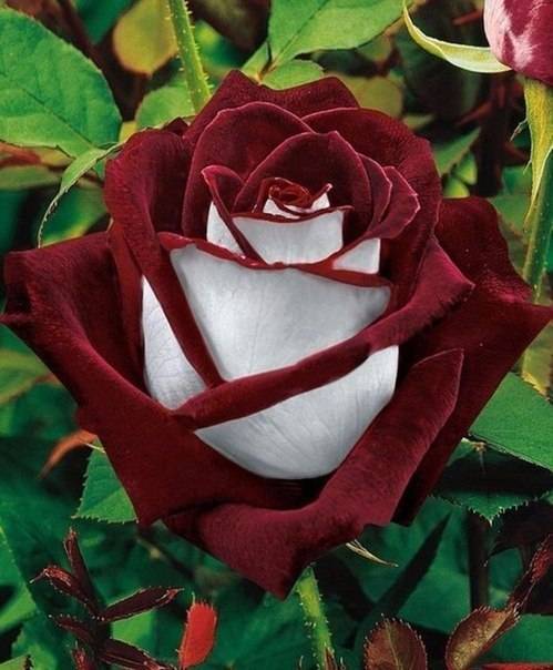 Роза чайно-гибридная абракадабра - описание, фото, уход | о розе
