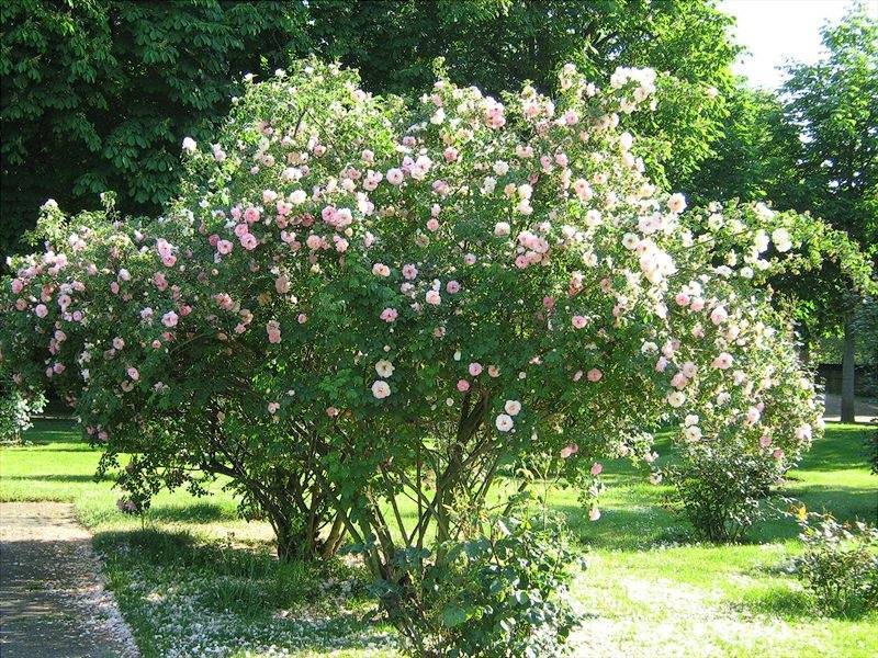 Парковые розы: описание сортов и условия выращивания