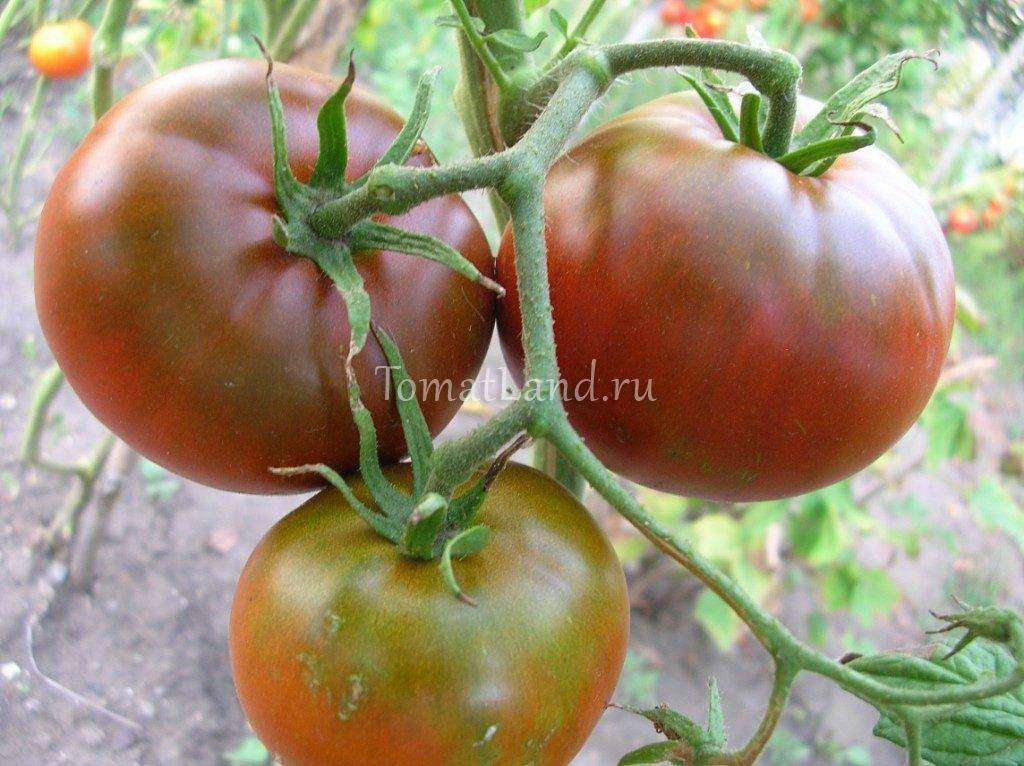 Шоколадный: описание сорта томата, характеристики помидоров, выращивание