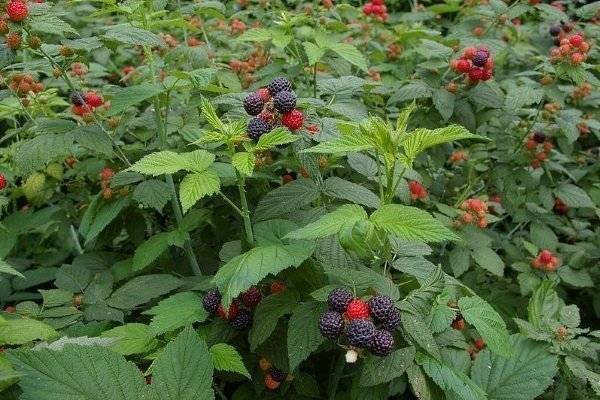Чёрная малина: как вырастить сладкие ягоды цвета ночи? описание и особенности сортов с черными плодами