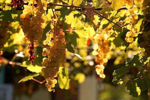 Как правильно ухаживать за виноградом в весенний период?
