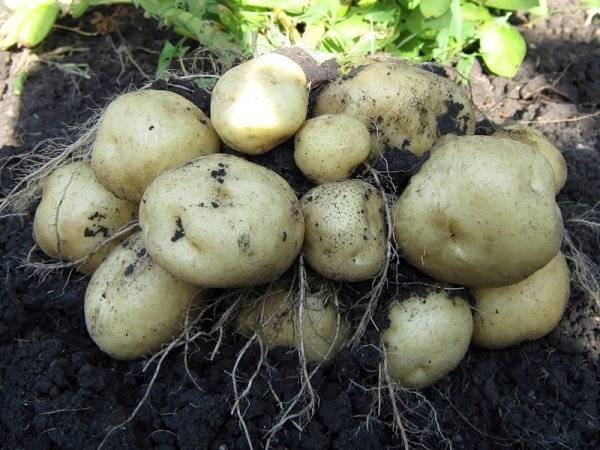 Картофель инноватор: характеристика и описание сорта