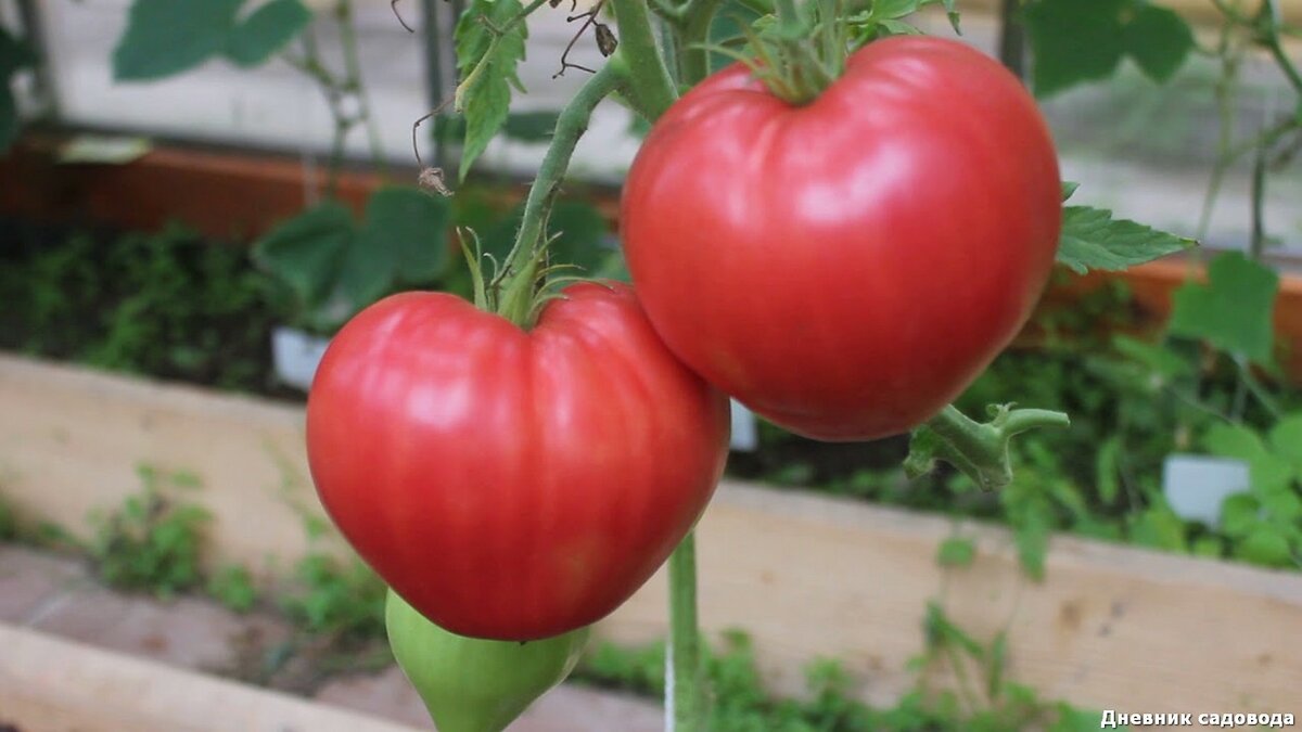 Чем отличаются сорта помидоров для открытого и защищенного грунта и можно ли томаты для улицы сажать в теплицу?