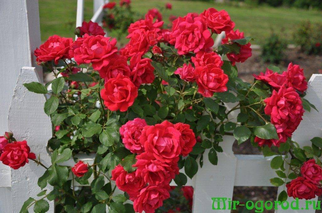 Штамбовые розы: посадка и уход