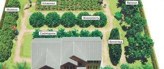 Основы планировки при обустройстве соседства плодовых деревьев и кустарников