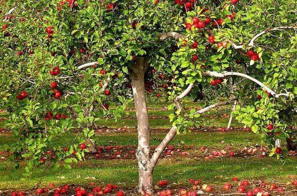 Выбираем сорта колоновидных яблонь для сибири