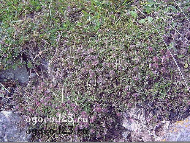 Растение зубровка душистая: фото, где растет, полезные свойства травы, применение в медицине и кулинарии