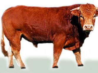 Описание и характеристика пород коров мясных пород