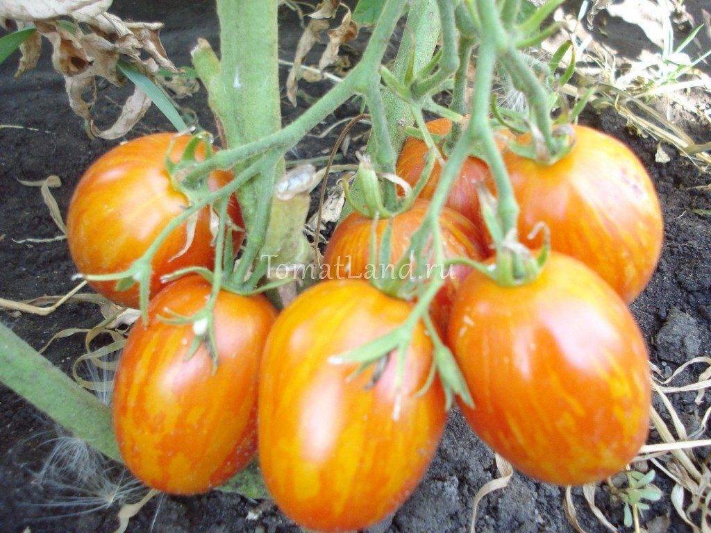 О томате Пасхальное яйцо: описание сорта, характеристики помидоров, посев