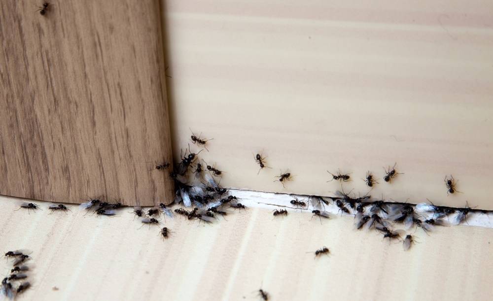 Как избавить квартиру от рыжих мелких муравьев: борьба домашними средствами, отрава