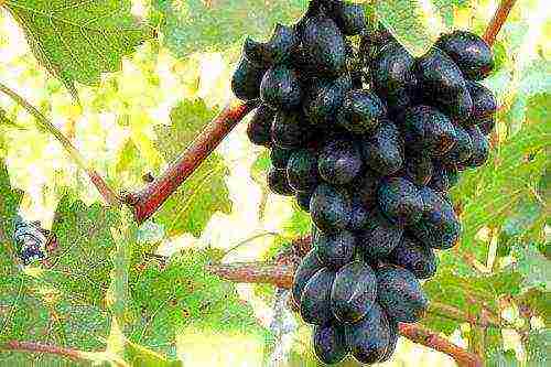 18 популярных сортов винограда для вина в россии