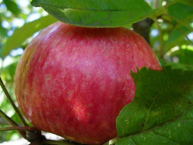 Яблоки медовые: описание, сорта, особенности ухода и выращивание