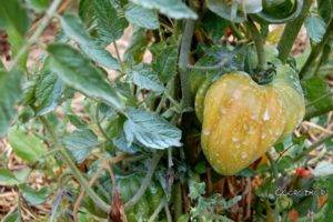 О применении медного купороса для томатов: как обрабатывать грунт весной
