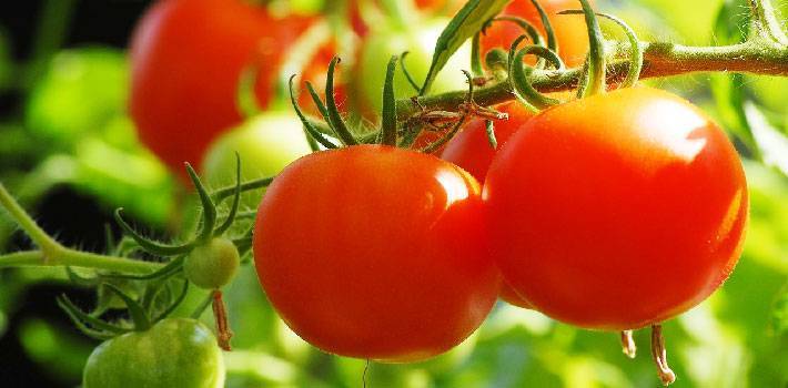 Как правильно сажать помидоры в теплице