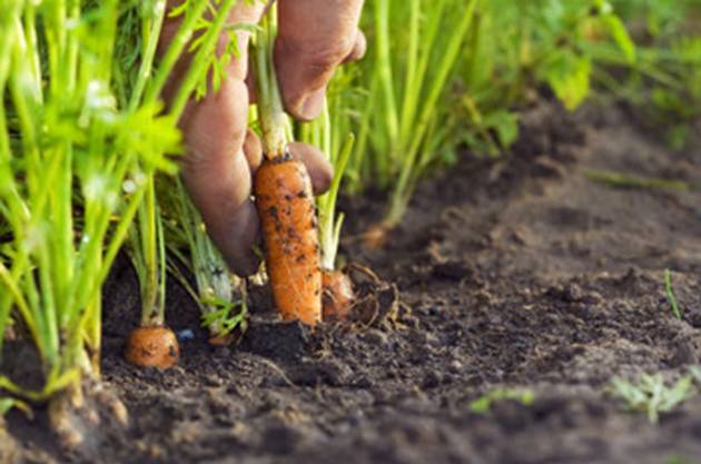Посадка моркови весной в открытый грунт семенами