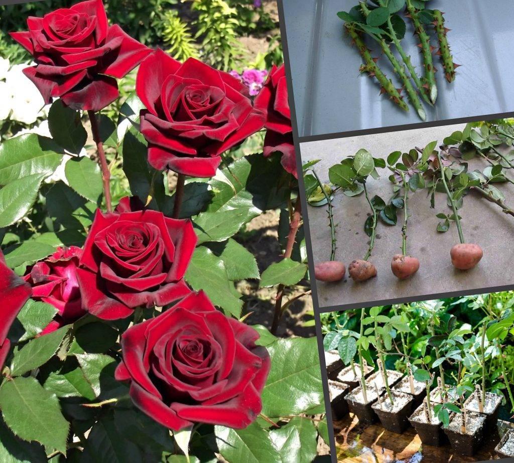 Способы, как размножить комнатную розу. последующий уход и возможные проблемы