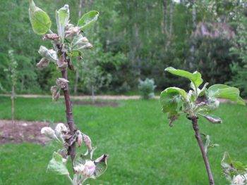 Причины и лечение белого налета на листьях яблони
