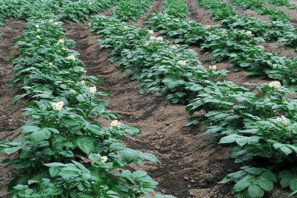 Минеральные удобрения для картофеля: применение на практике