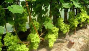Почему не плодоносит виноград