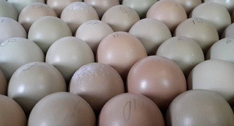 Тонкости инкубации яиц цесарок: пошаговая инструкция с таблицей режима выведения
