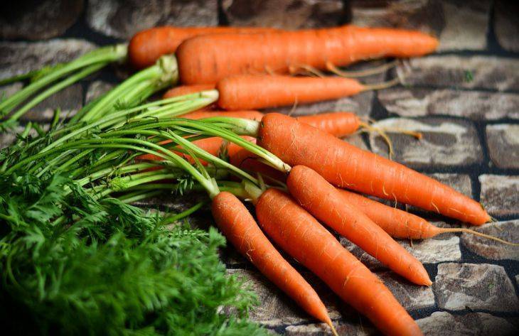 Как правильно сажать морковь в открытый грунт?