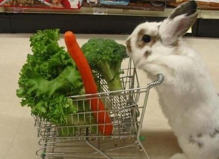Списки продуктов, которые можно и нельзя давать кроликам - общая информация - 2020