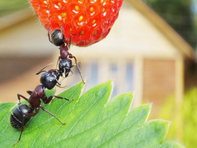 Способы борьбы с муравьями в саду и огороде