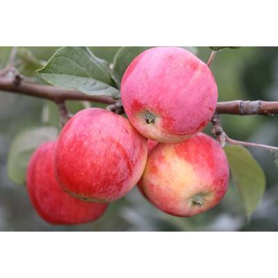 Высокоурожайная яблоня глостер