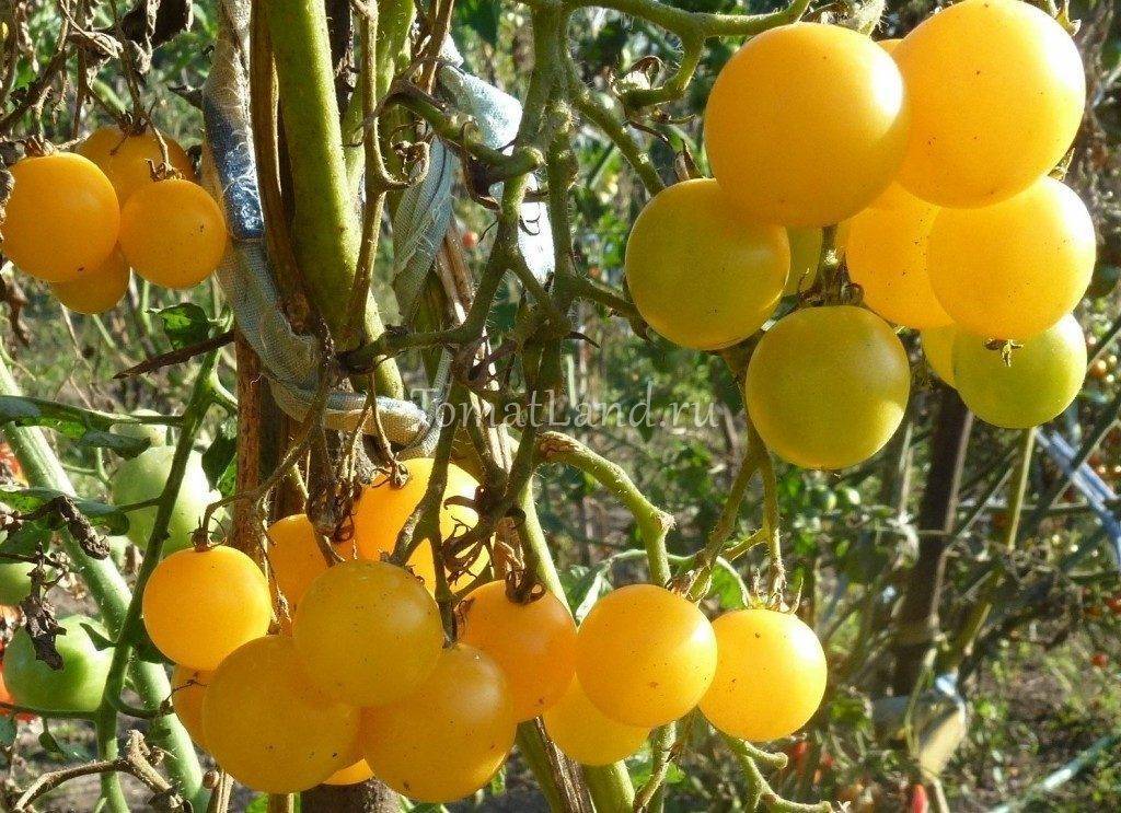 Вишня желтая: описание сорта томата, характеристики помидоров, посев