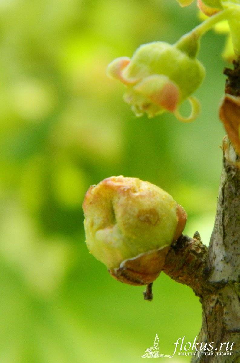 Клещи на смородине фото и борьба. Почковый клещ смородины. Почковый клещ. Почковый смородинный. Сиреневый почковый клещ.