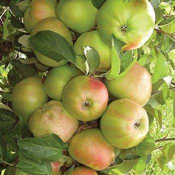 Характеристики яблони колоновидной