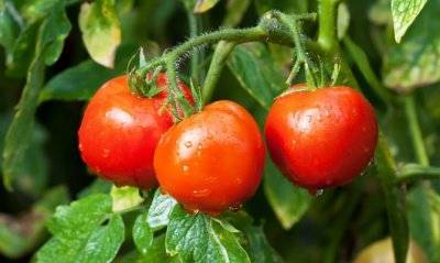 Сульфат калия: удобрение, применение для томатов