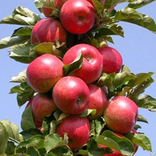 Как выращивается колоновидная яблоня президент? опыт садоводов