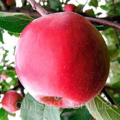 Сорт яблони коваленковское: характеристика и особенности посадки
