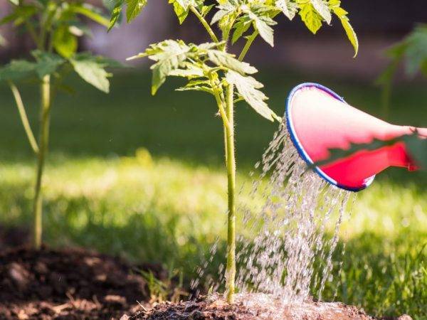Перекись водорода для замачивания семян томатов