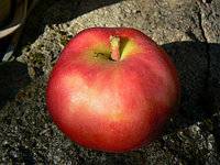 Описание сорта яблонь розовый налив (малиновка), преимущества и недостатки, выращивание