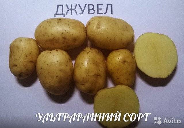 О картофеле Джувел: описание семенного сорта, характеристики, агротехника
