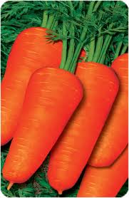 Сорт моркови шантане королевская