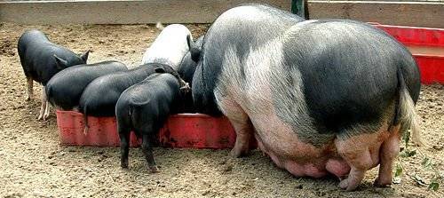 Чем кормить свиней для быстрого роста в домашних условиях?