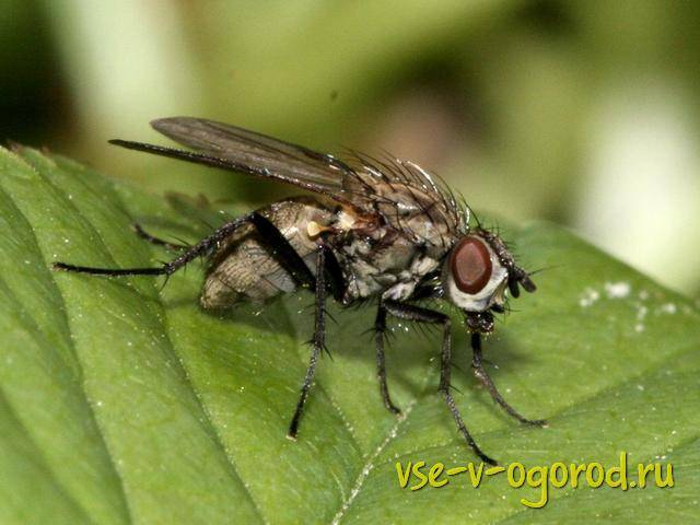 Луковая муха: как с ней бороться — профилактика и 6 методов борьбы
