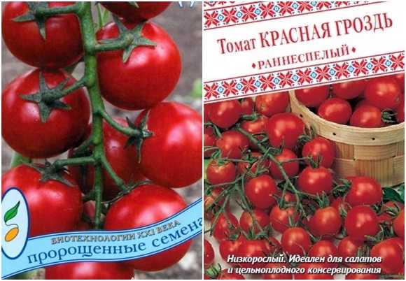 Томат "сосулька красная": описание и характеристики сорта красивых помидор