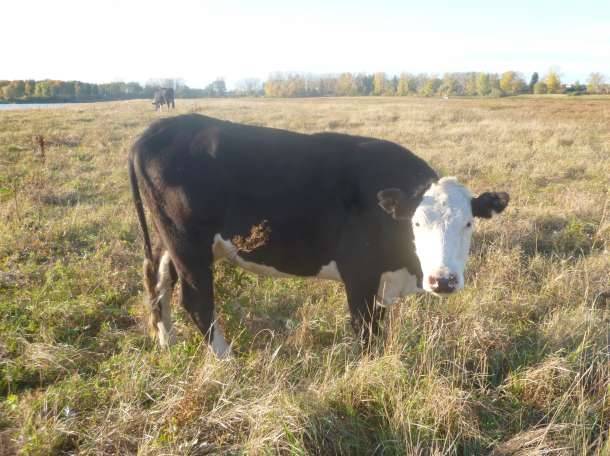 Комолая корова: описание породы и тонкости ее содержания