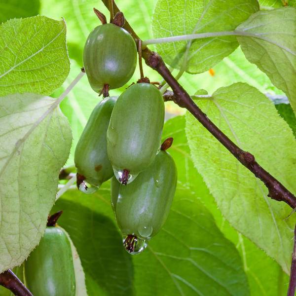 Актинидия — всё о выращивании чудо-ягоды