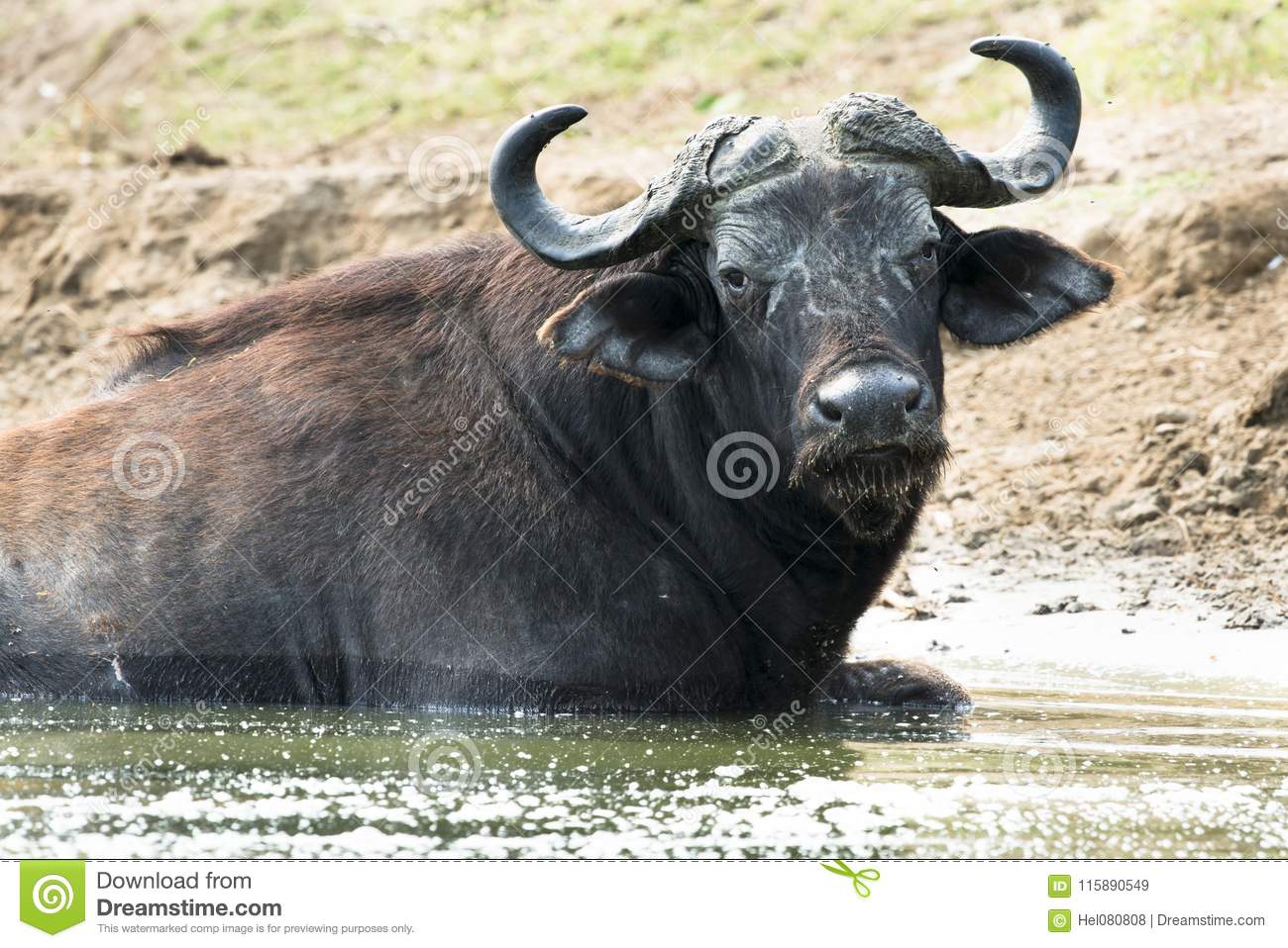 Африканский буйвол - african buffalo - qwe.wiki