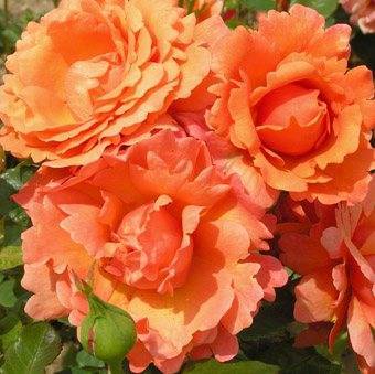 О розе teasing georgia: описание и характеристики сорта, уход и выращивание