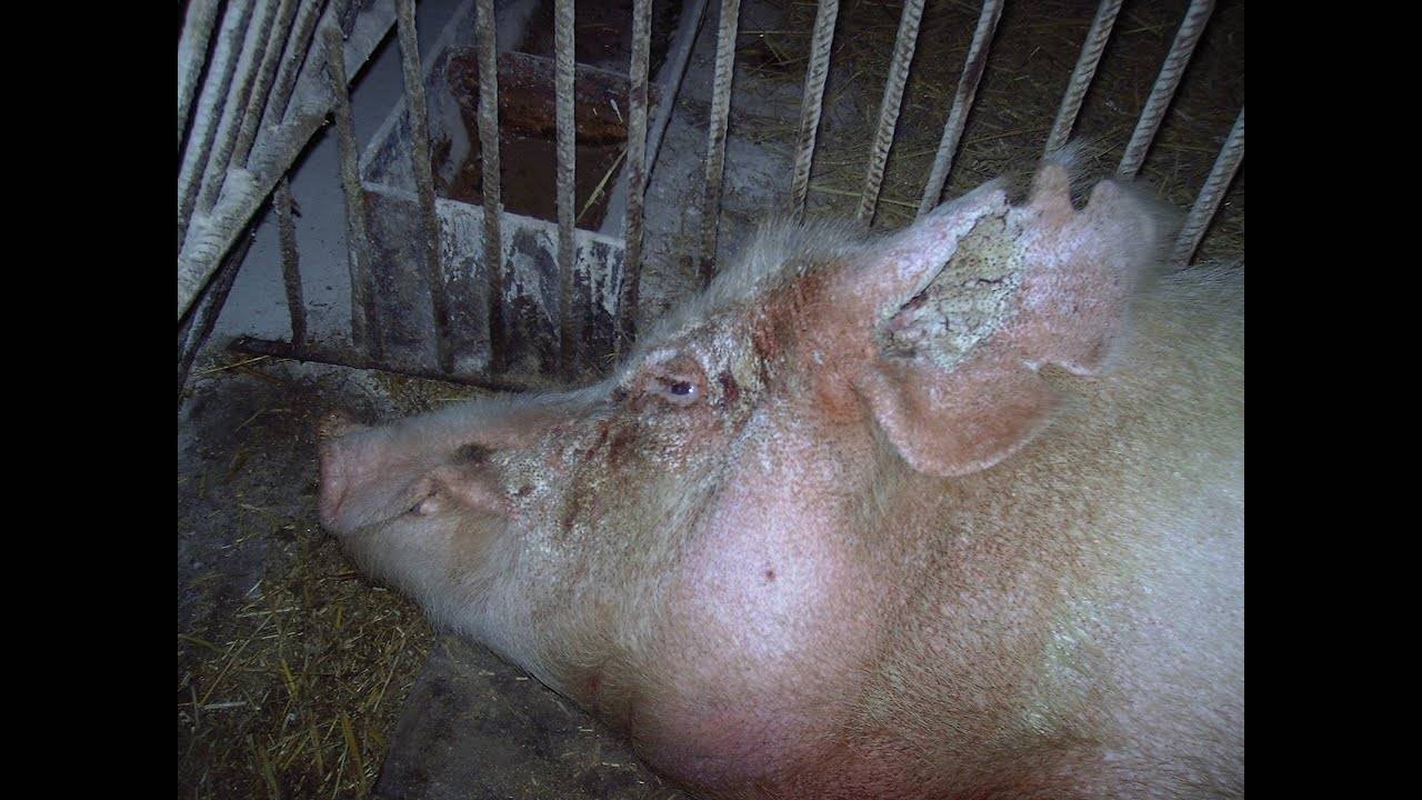 О чесотке у свиней: у поросят болячки похожи на коросты что это, лечение