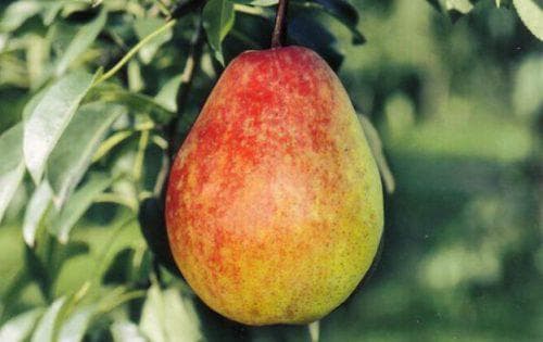 Груша лесная красавица: описание сорта и правила выращивания
