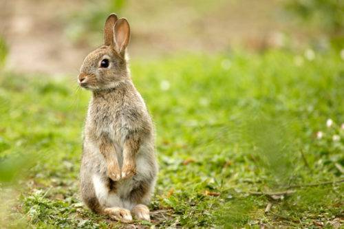 Сколько лет живут декоративные кролики?